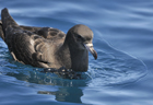 Shearwater flesh-footed 103026.jpg